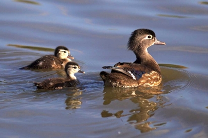 Picture of CA, SAN DIEGO, LAKESIDE WOOD DUCK AND DUCKLINGS
