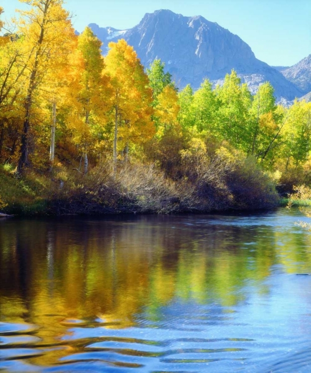 Picture of CA, SIERRA NEVADA, AUTUMN REFLECTS IN RUSH CREEK