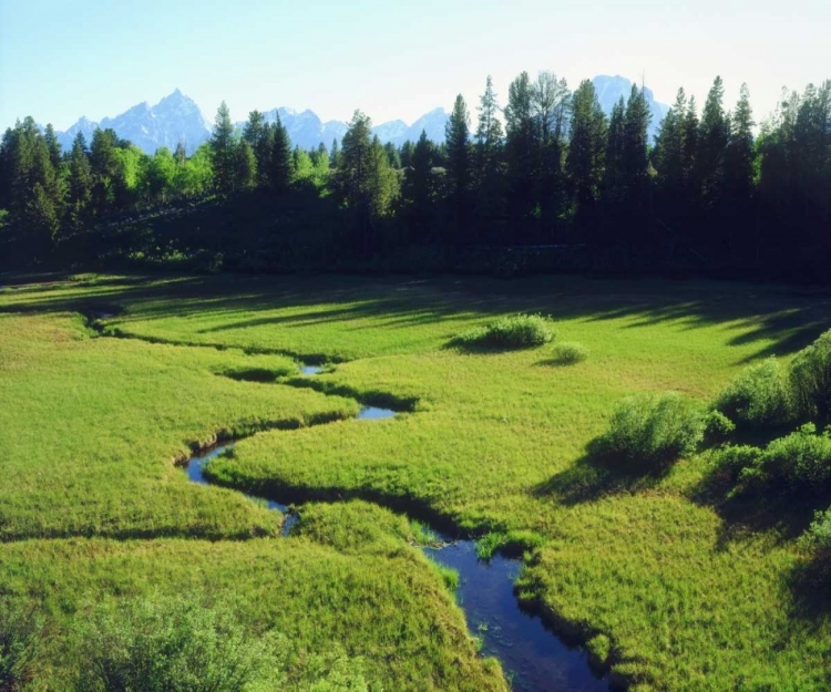 Picture of WY, GRAND TETONS GRAND TETONS AND A LUSH MEADOW