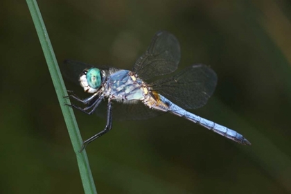 Picture of CA, MISSION TRAILS REGIONAL PARK BLUE DRAGONFLY