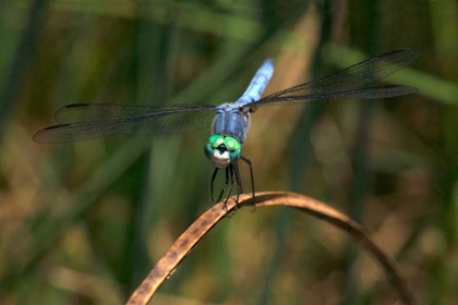 Picture of CA, MISSION TRAILS REGIONAL PARK BLUE DRAGONFLY