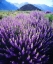 Picture of CA, SIERRA NEVADA BUSH LUPINES BELOW MT WHITNEY