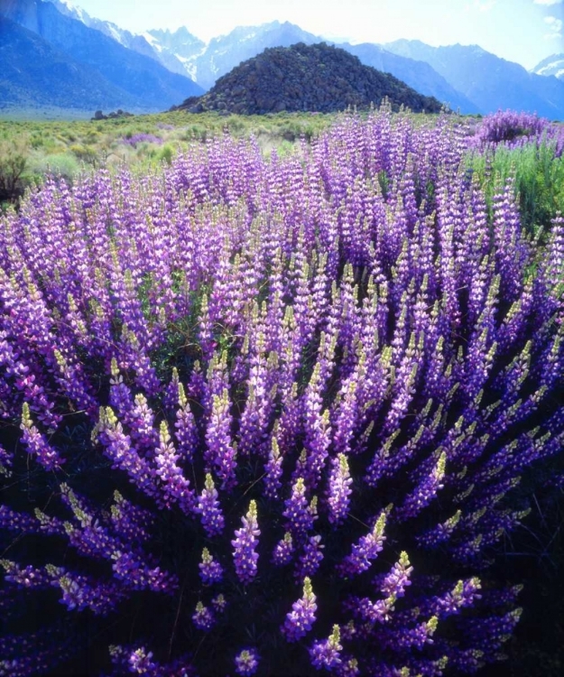 Picture of CA, SIERRA NEVADA BUSH LUPINES BELOW MT WHITNEY