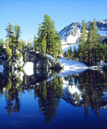 Picture of CA, SIERRA NEVADA RED FIRS REFLECTING IN A TARN