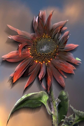 Picture of CA, HYBRID SUNFLOWER BLOWING IN THE WIND AT DUSK