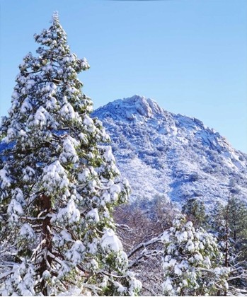 Picture of CA, CUYAMACA RANCHO SP TREES AND STONEWALL PEAK