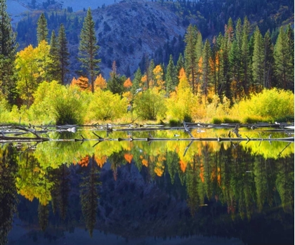 Picture of CA, A BEAVER POND IN THE SIERRA NEVADA IN AUTUMN