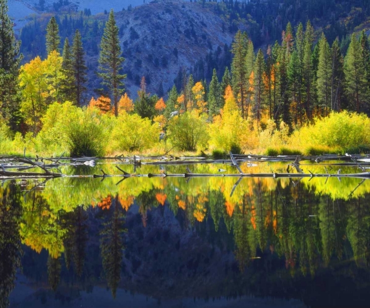 Picture of CA, A BEAVER POND IN THE SIERRA NEVADA IN AUTUMN