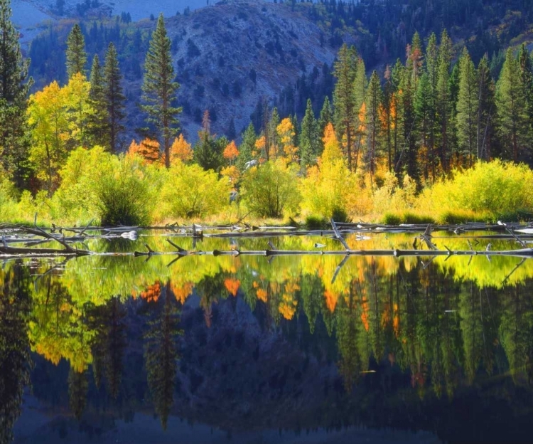 Picture of CA, A BEAVER POND IN THE SIERRA NEVADA IN AUTUMN