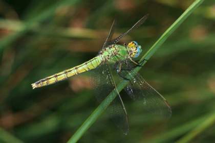 Picture of CA, SAN DIEGO, MISSION TRAILS A GREEN DRAGONFLY