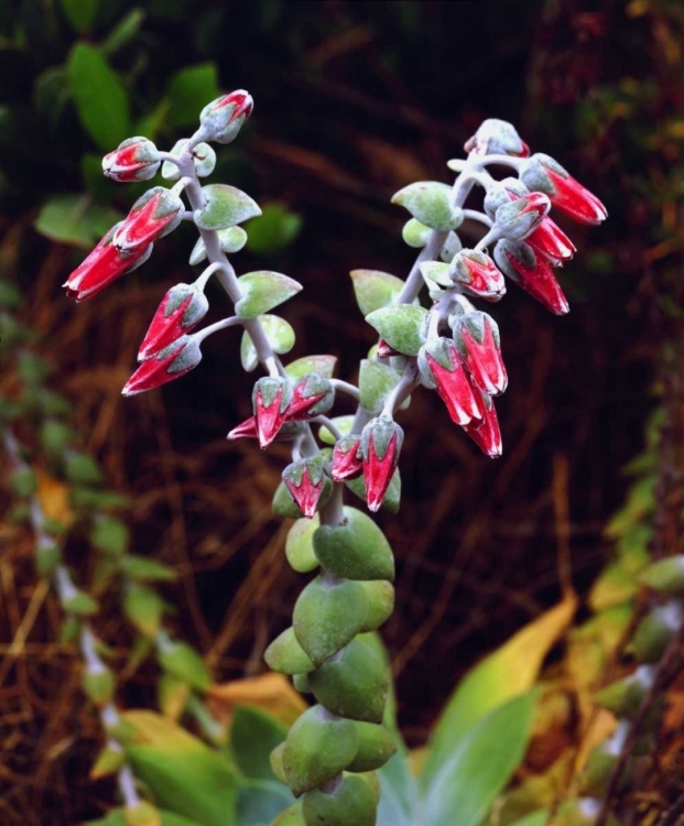 Picture of CA, SAN DIEGO, MISSION TRAILS SUCCULENT FLOWERS