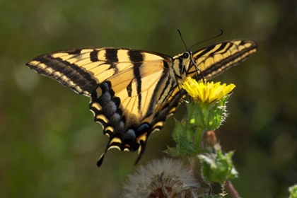 Picture of CA, SAN DIEGO, MISSION TRAILS ANISE SWALLOWTAIL