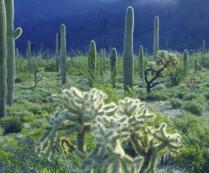 Picture of AZ, ORGAN PIPE CACTUS NM GREEN DESERT IN SPRING