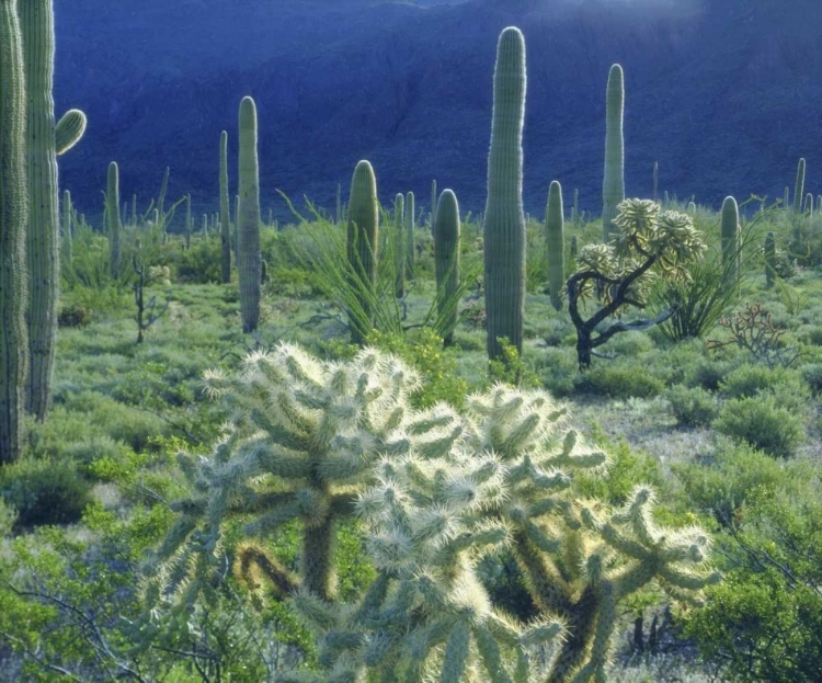 Picture of AZ, ORGAN PIPE CACTUS NM GREEN DESERT IN SPRING
