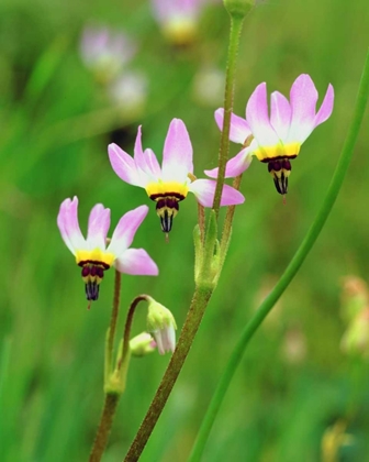 Picture of CA SHOOTING STAR FLOWERS IN MISSION TRAILS PARK