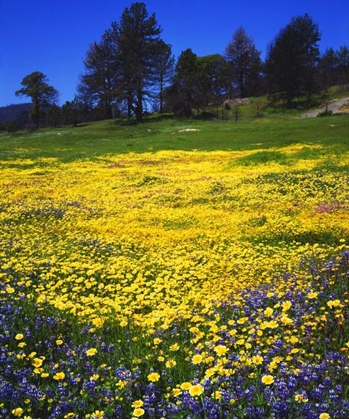 Picture of CA, CUYAMACA RANCHO LUPINE AND TIDY TIP FLOWERS