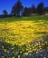 Picture of CA, CUYAMACA RANCHO LUPINE AND TIDY TIP FLOWERS