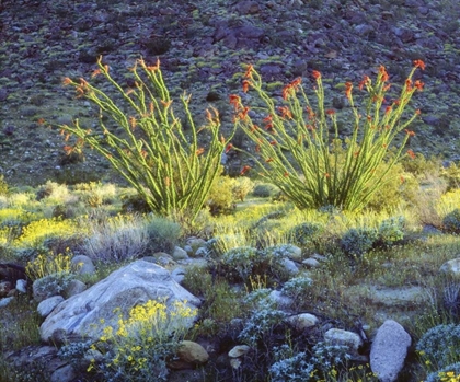 Picture of CA, SAN DIEGO BLOOMING OCOTILLO AND BRITTLEBUSH