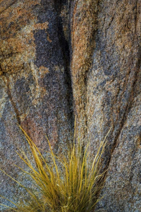 Picture of CALIFORNIA, ALABAMA HILLS ROCK FACE AND GRASS