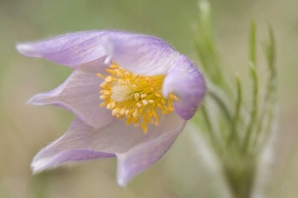Picture of MONTANA, PINE BUTTE GUEST RANCH PASQUE FLOWER