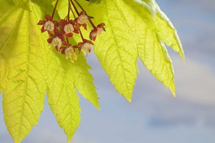 Picture of WASHINGTON, SEABECK FLOWERING VINE MAPLE LEAF