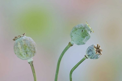 Picture of WASHINGTON COLORFUL POPPY SEED HEADS ON STEMS