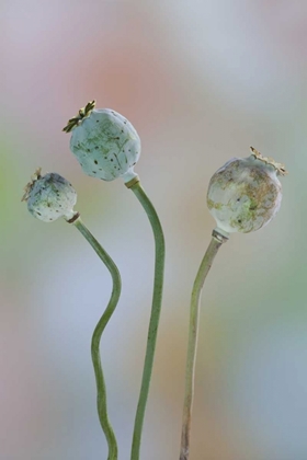 Picture of WASHINGTON COLORFUL POPPY SEED HEADS ON STEMS