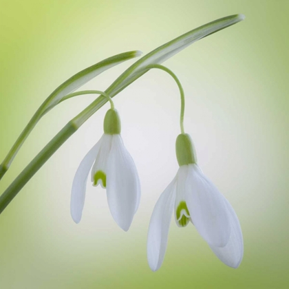 Picture of WASHINGTON, SEABECK GALANTHUS SNOWDROP FLOWER