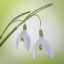Picture of WASHINGTON, SEABECK GALANTHUS SNOWDROP FLOWER