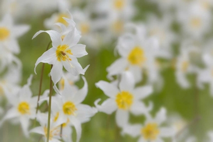 Picture of WASHINGTON, MOUNT RAINIER NP AVALANCHE LILIES