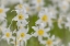 Picture of WASHINGTON, MOUNT RAINIER NP AVALANCHE LILIES
