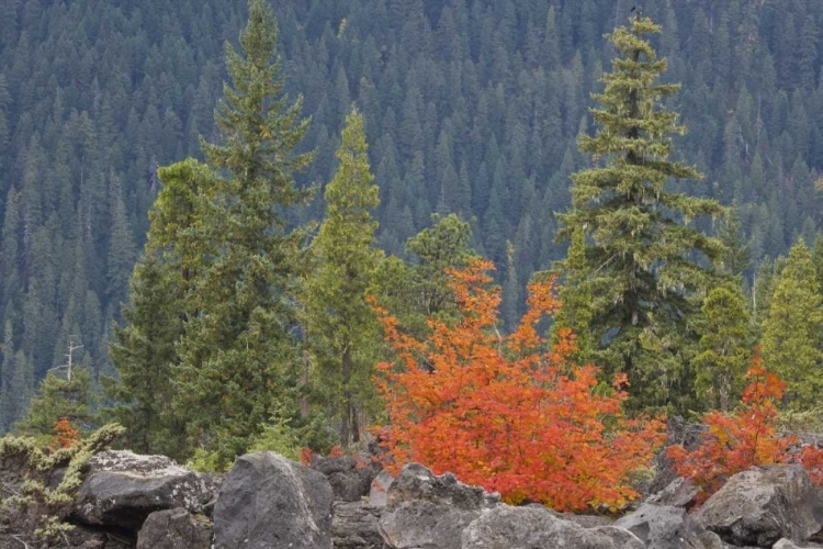 Picture of OREGON, WILLAMETTE NF VOLCANIC ROCK IN FOREST