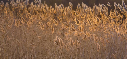 Picture of NEW MEXICO, BOSQUE DEL APACHE BACKLIT GRASSES