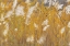 Picture of NEW MEXICO, BOSQUE DEL APACHE BLOWING GRASSES