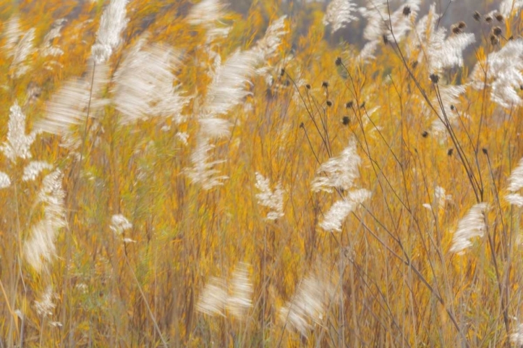 Picture of NEW MEXICO, BOSQUE DEL APACHE BLOWING GRASSES