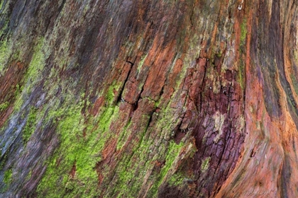 Picture of WASHINGTON, OLYMPIC NP ROTTEN STUMP WITH MOSS