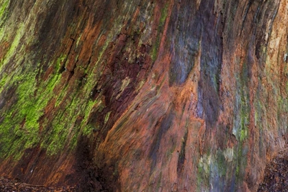 Picture of WASHINGTON, OLYMPIC NP ROTTEN STUMP WITH MOSS