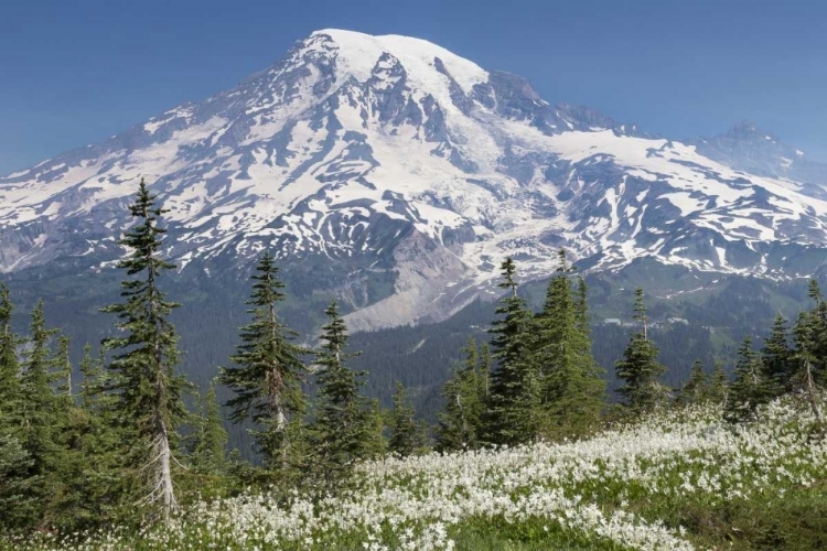 Picture of WASHINGTON AVALANCHE LILIES AND MOUNT RAINIER