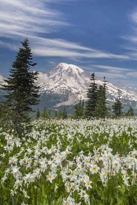 Picture of WASHINGTON AVALANCHE LILIES AND MOUNT RAINIER