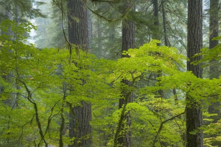 Picture of WASHINGTON, MOUNT RAINIER NP OHANAPECOSH PARK