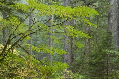 Picture of WASHINGTON, MOUNT RAINIER NP OHANAPECOSH PARK