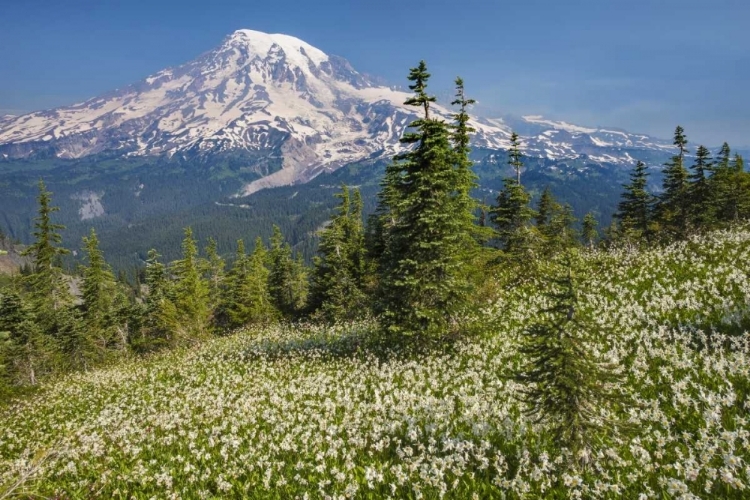 Picture of WASHINGTON AVALANCHE LILIES AND MOUNT RAINIER