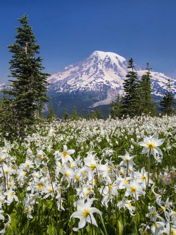 Picture of WASHINGTON AVALANCHE LILIES AND MOUNT RAINIER