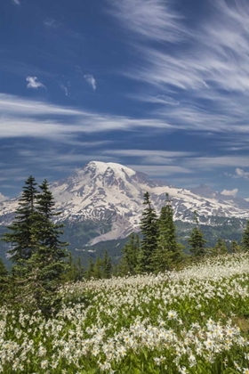 Picture of WASHINGTON AVALANCHE LILIES AND MOUNT RAINIER