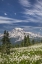 Picture of WASHINGTON AVALANCHE LILIES AND MOUNT RAINIER