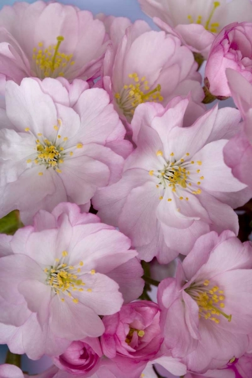 Picture of A GROUP OF CHERRY BLOSSOMS OR SAKURA IN SPRING