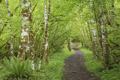 Picture of WASHINGTON, OLYMPIC NP TRAIL THROUGH A FOREST