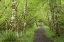 Picture of WASHINGTON, OLYMPIC NP TRAIL THROUGH A FOREST