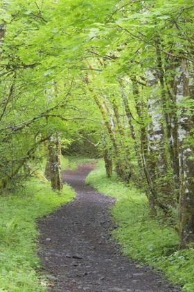 Picture of WASHINGTON, OLYMPIC NP TRAIL THROUGH A FOREST