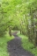 Picture of WASHINGTON, OLYMPIC NP TRAIL THROUGH A FOREST